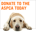 Please support the ASPCA